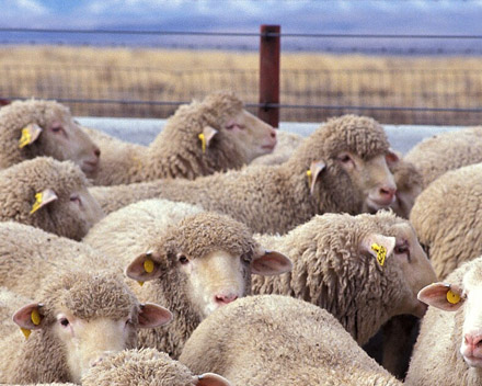 Flock surveillance camera on a suburban street